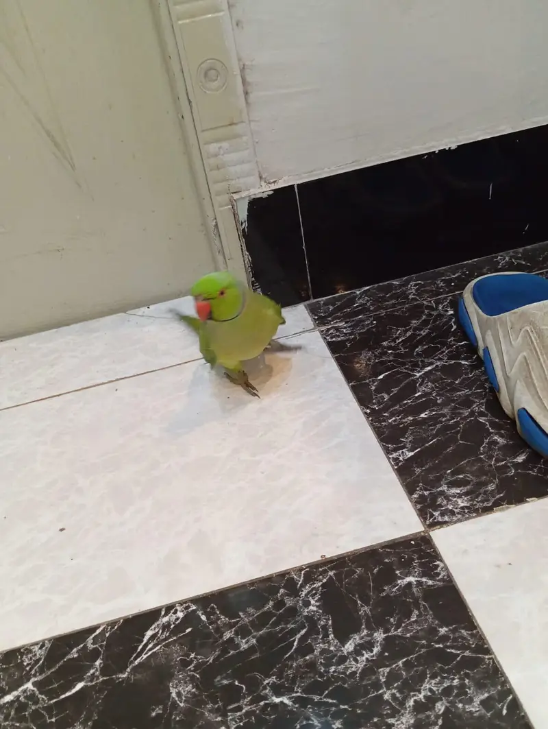 green parrot — photo 2
