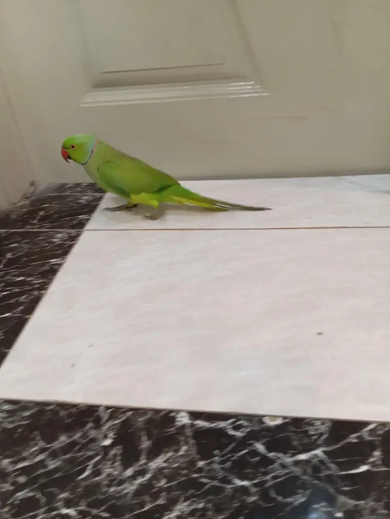 green parrot — photo 3