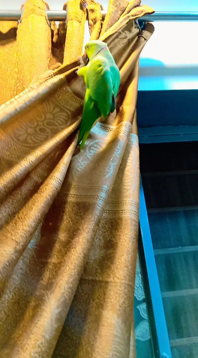 green parrot — photo 5