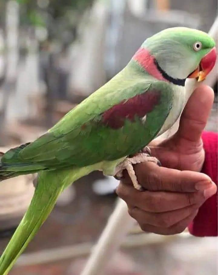 Raw parrot 0