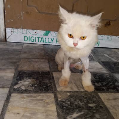 Triple coat Persian female cat for sale.
