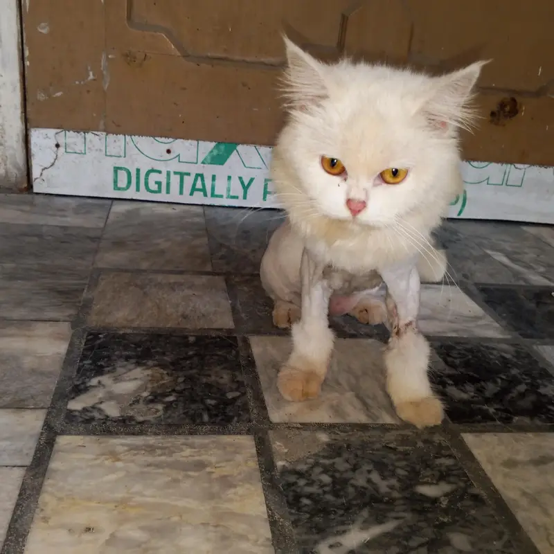 Triple coat Persian female cat for sale. — photo 2