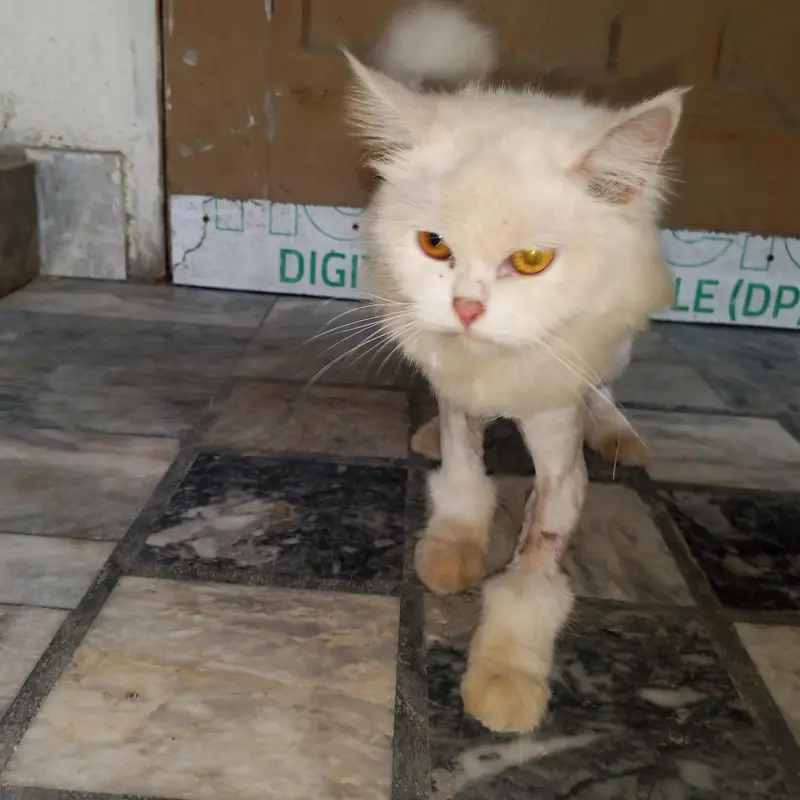 Triple coat Persian female cat for sale. — photo 3