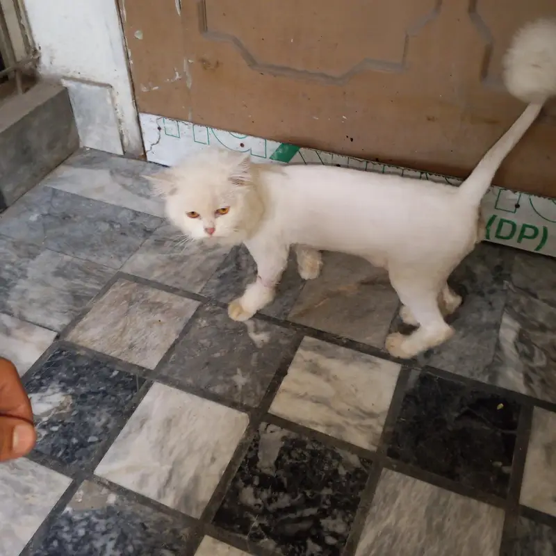 Triple coat Persian female cat for sale. — photo 4