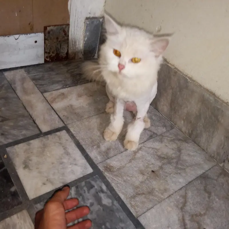 Triple coat Persian female cat for sale. — photo 5