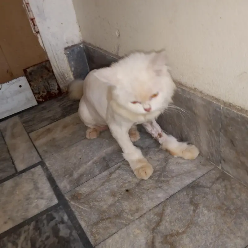 Triple coat Persian female cat for sale. — photo 6