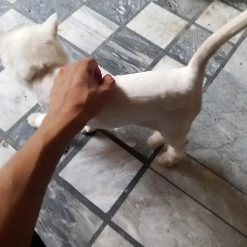 Triple coat Persian female cat for sale. — photo 7
