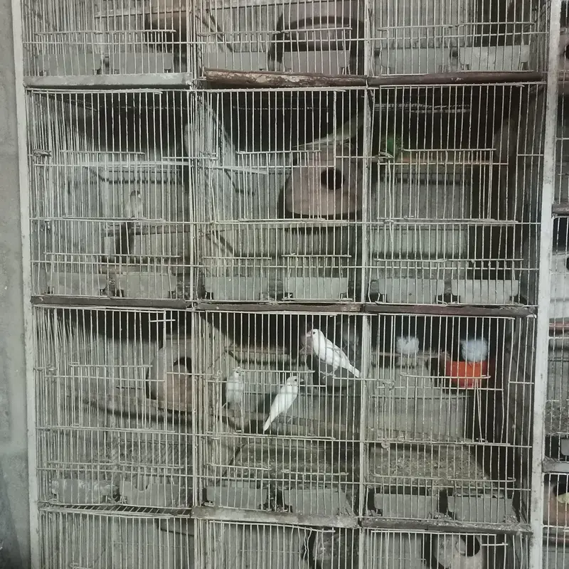 cages for pets and animal — photo 3