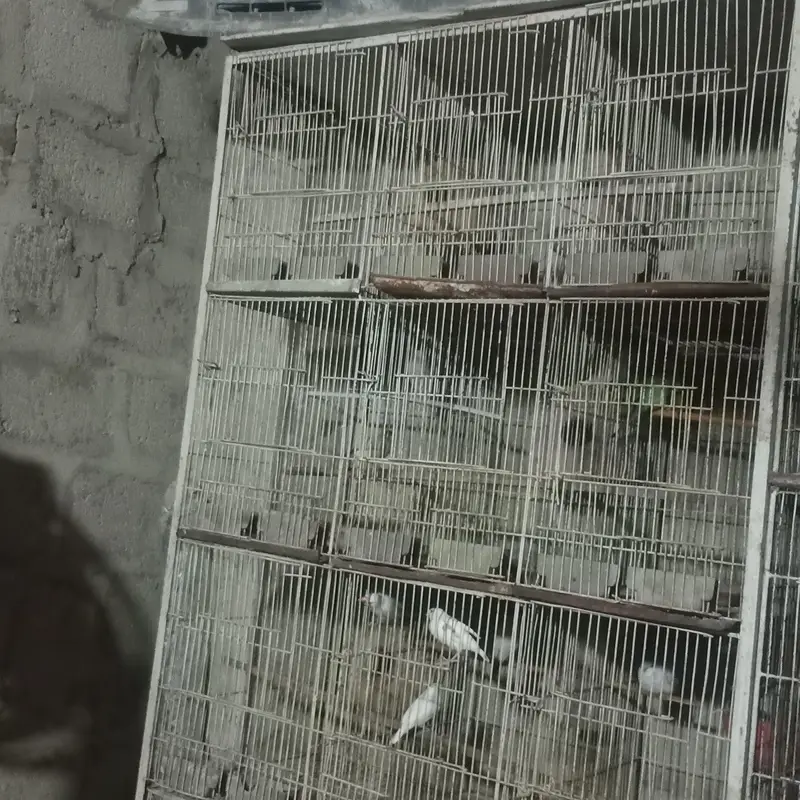 cages for pets and animal — photo 4