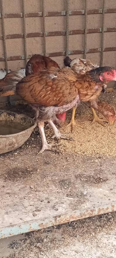 aseel hens and chicks