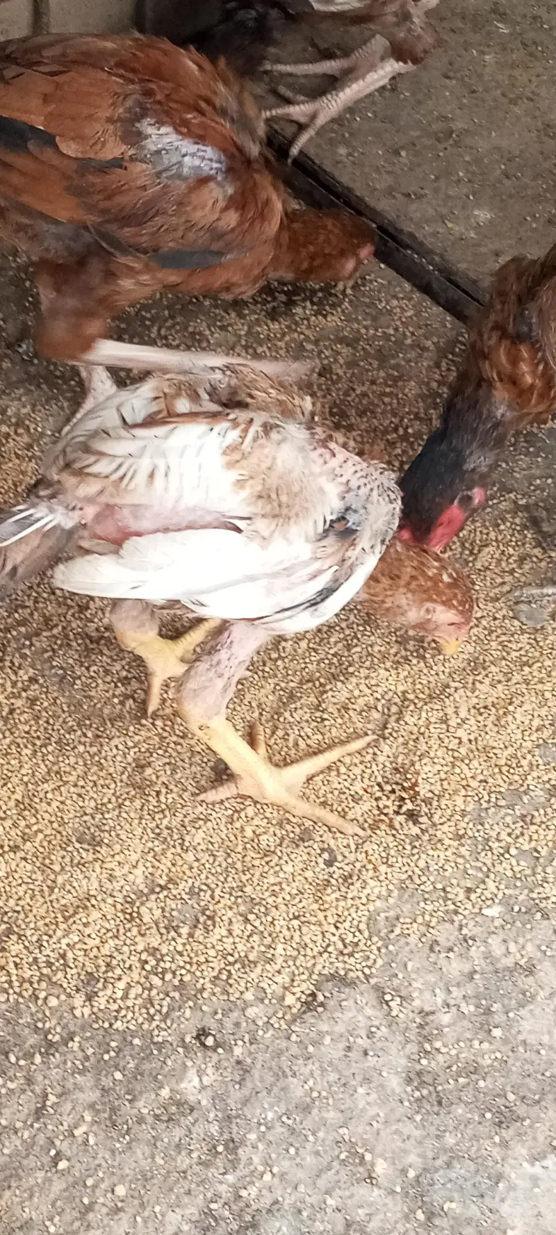 aseel hens and chicks — photo 2