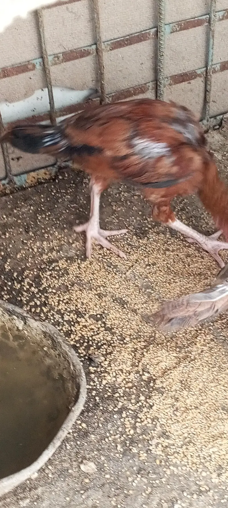 aseel hens and chicks — photo 3