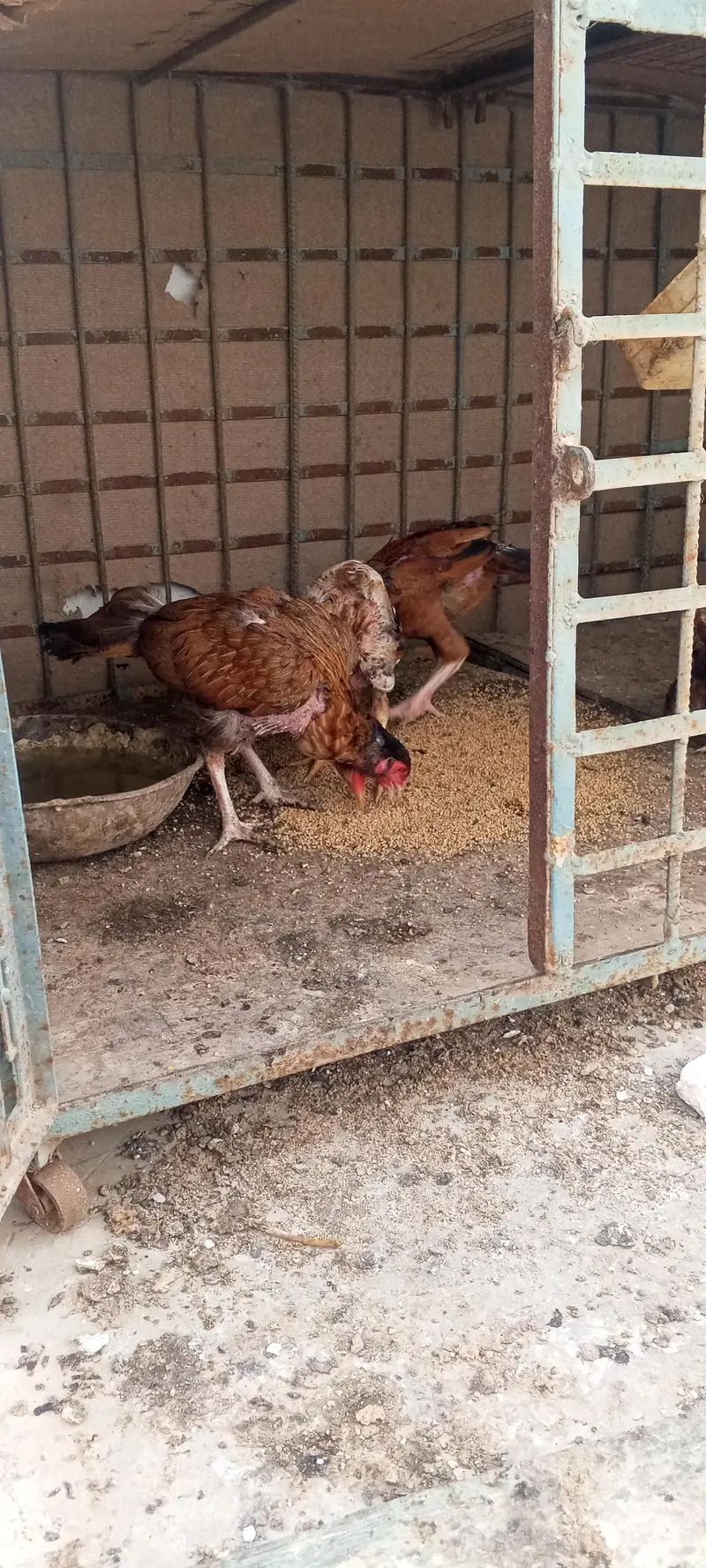 aseel hens and chicks — photo 4