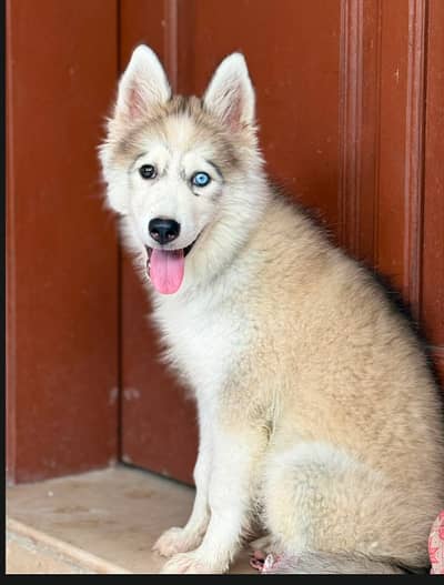 Huskey dog