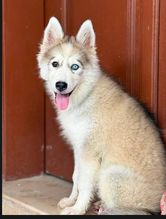 Huskey dog 0