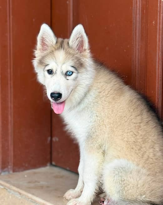 Huskey dog 1