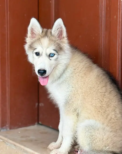 Huskey dog — photo 2
