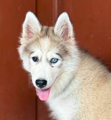 Huskey dog 2