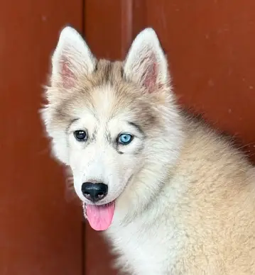 Huskey dog — photo 3