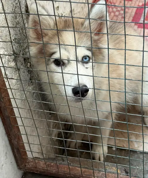 Huskey dog — photo 4