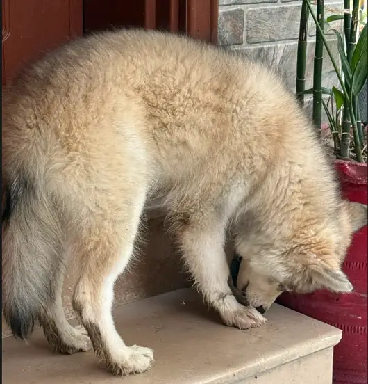 Huskey dog — photo 5