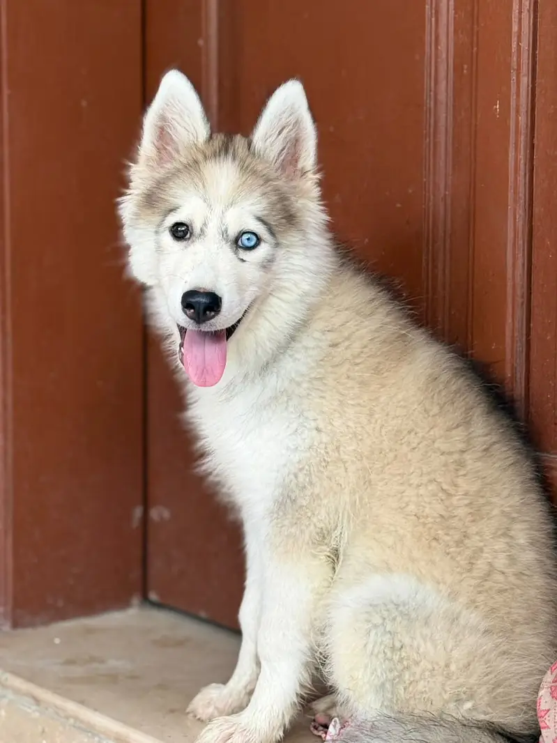 Huskey dog — photo 6