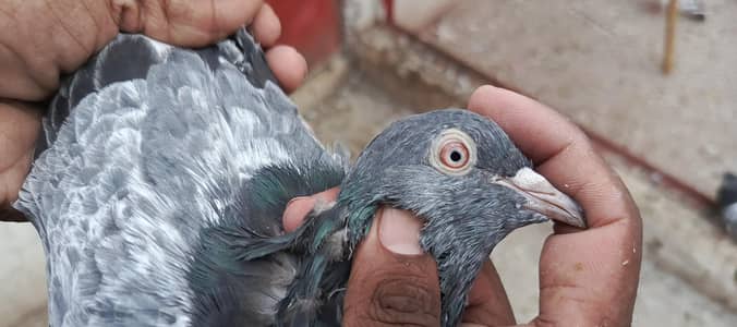 Red eyes golden pair