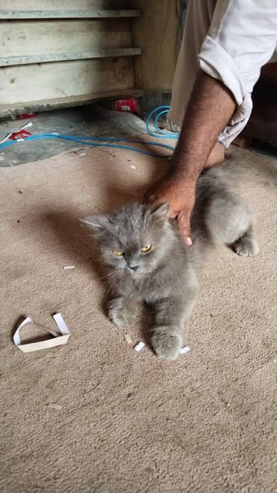 Stunning 20-Month-Old Grey Persian Female Cat For Sale In Budget