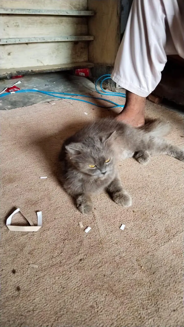 Stunning 20-Month-Old Grey Persian Female Cat For Sale In Budget — photo 2