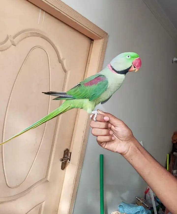 raw parrot 0