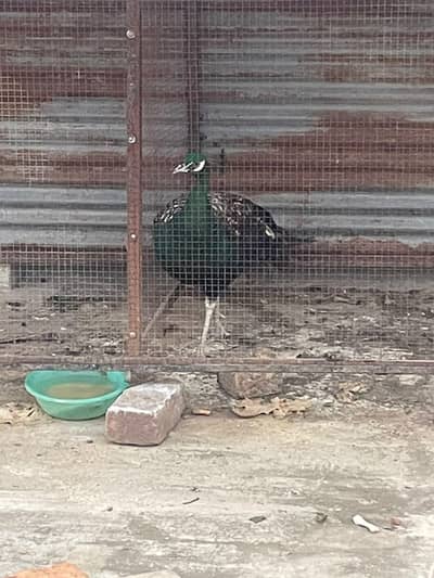 peacock forsale