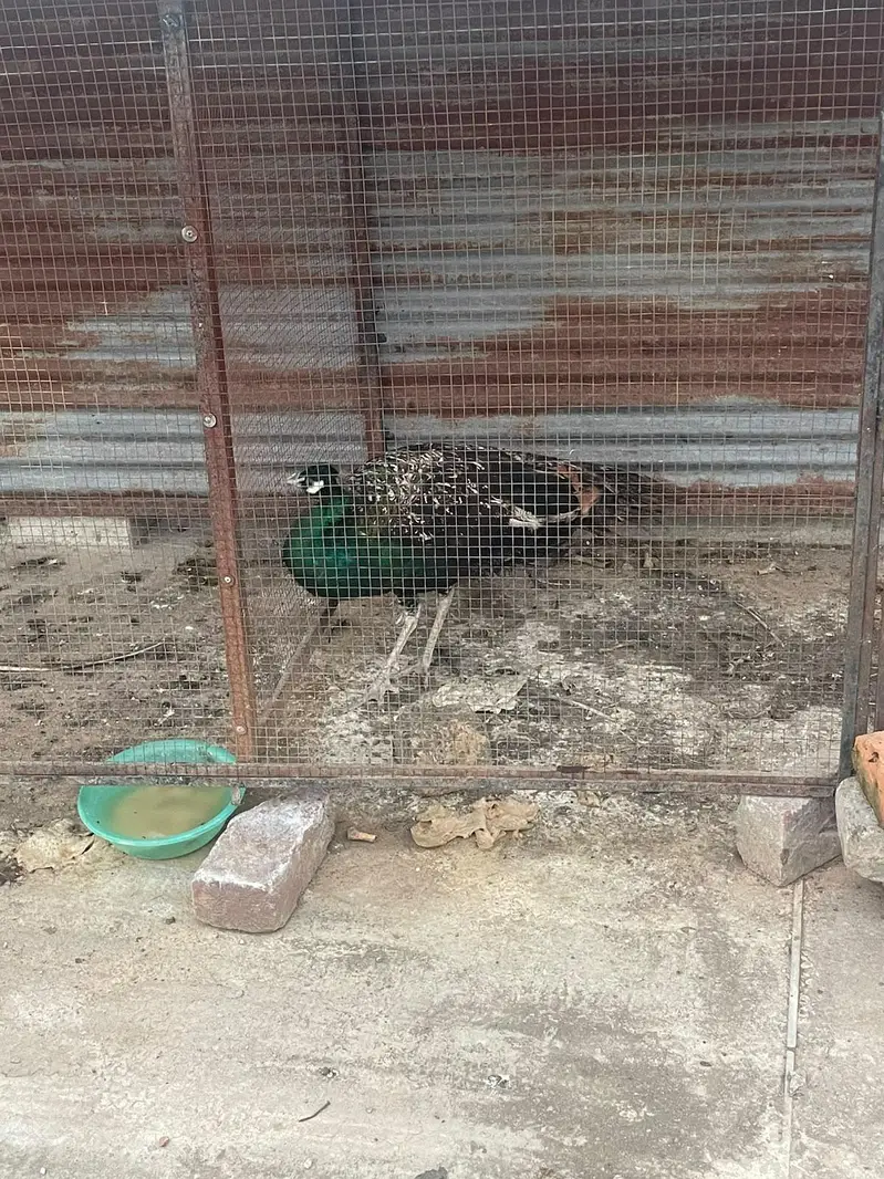 peacock forsale — photo 2