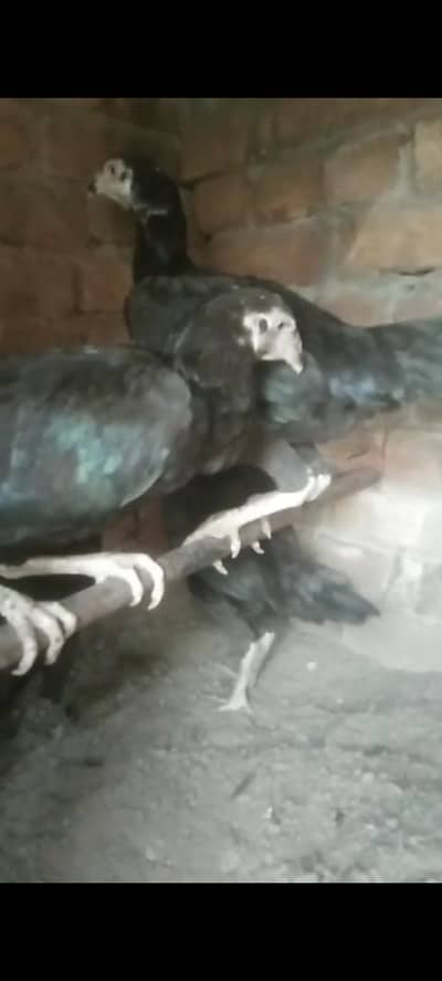 aseel hens for sale