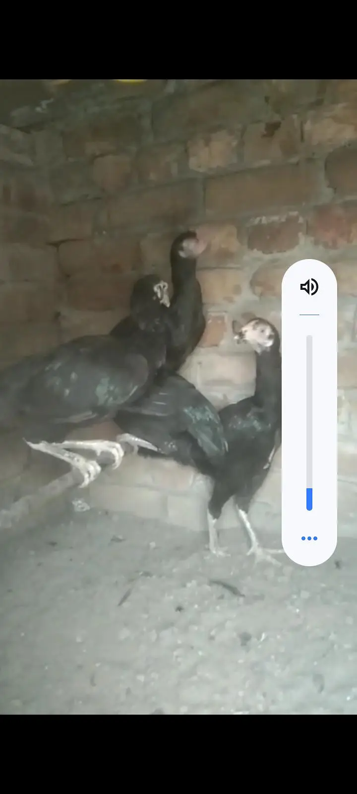 aseel hens for sale — photo 2