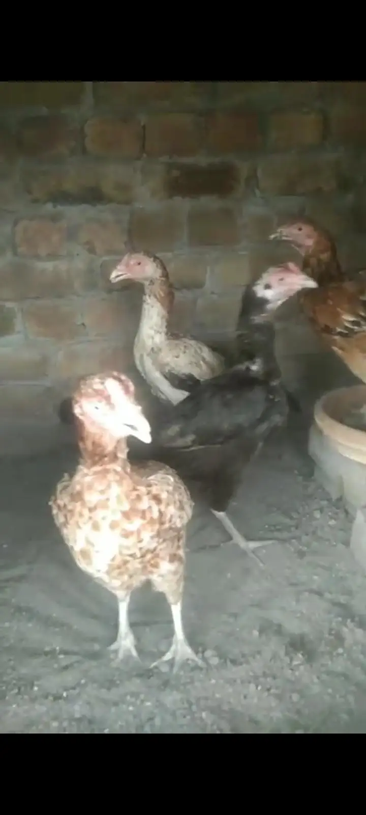 aseel hens for sale — photo 3