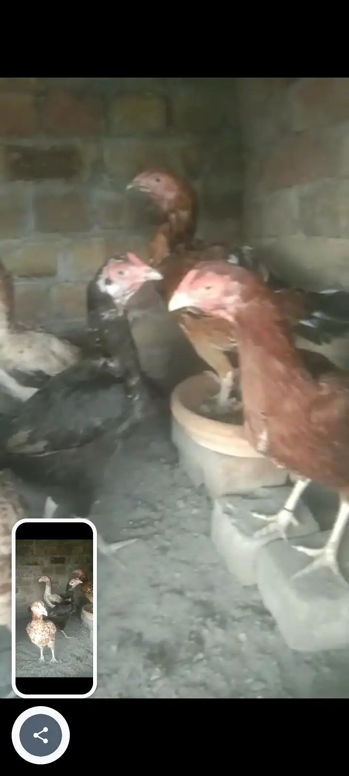 aseel hens for sale — photo 4