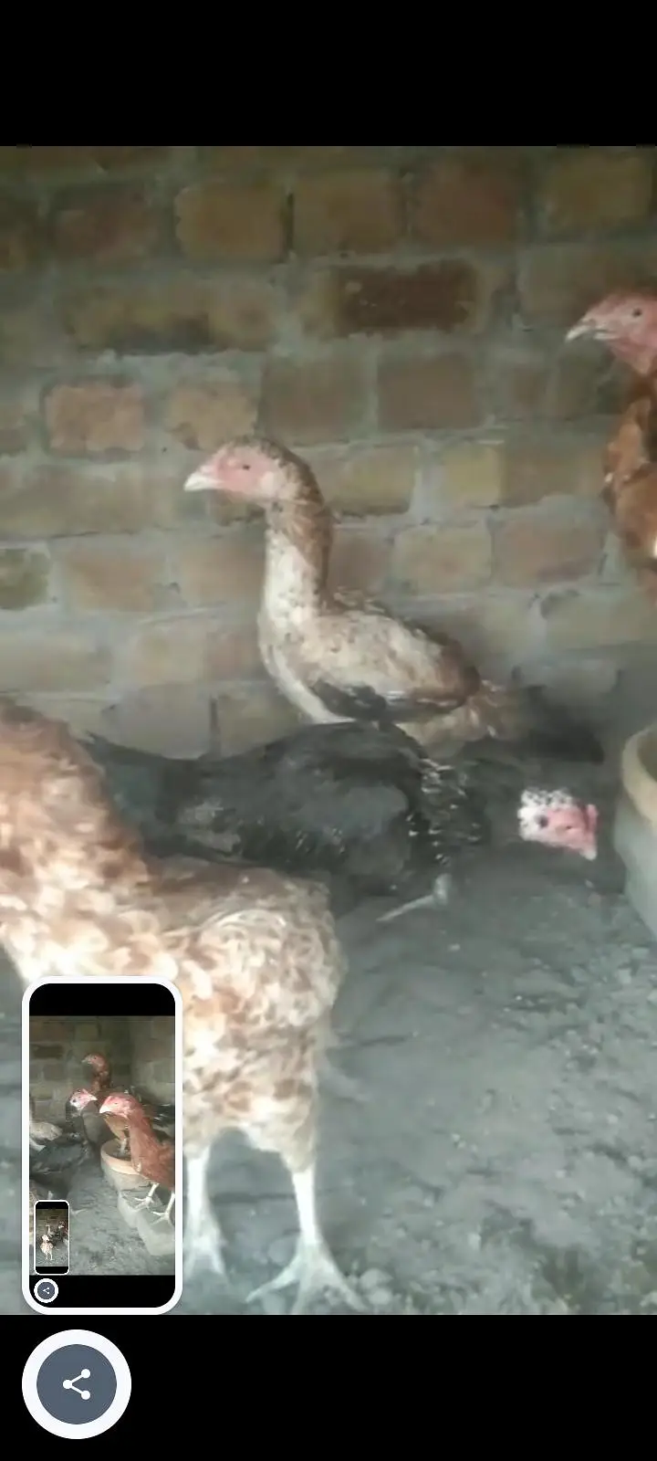 aseel hens for sale — photo 5