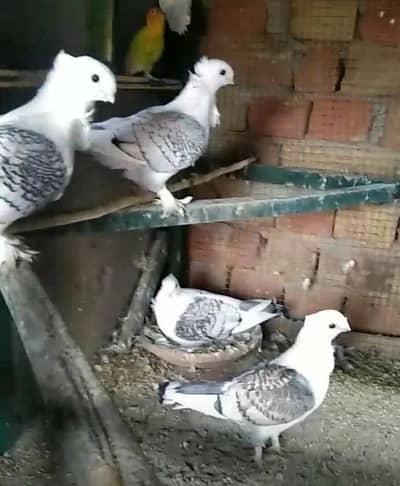 Sentient Pigeon