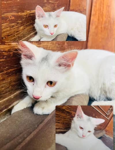 Turkish Angora (domestic)