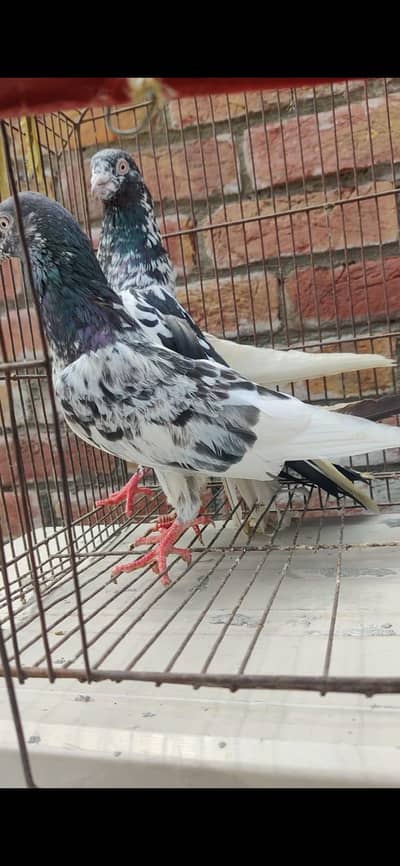 breeder pair watsapp 03/29/46/64/5/32