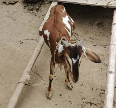 Goat teddy bkrii