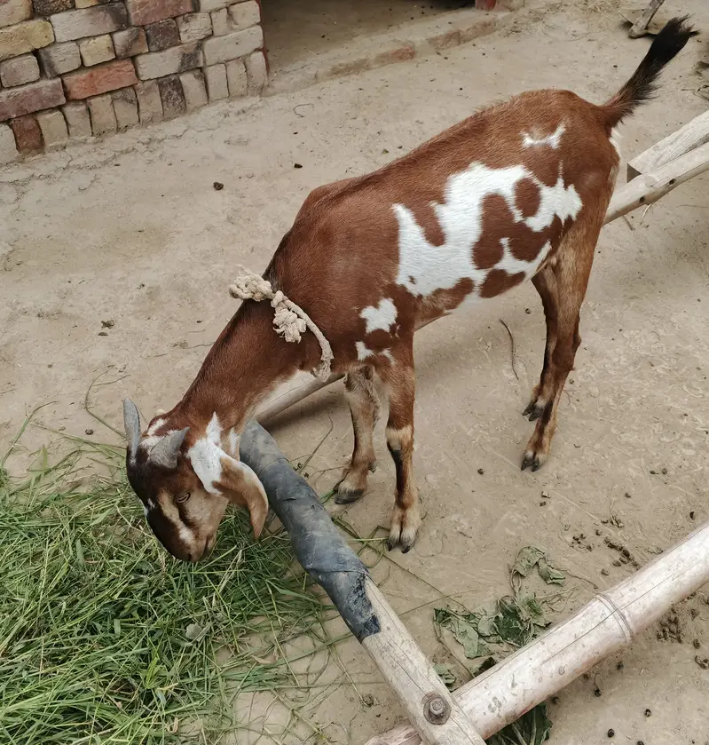 Goat teddy bkrii — photo 2