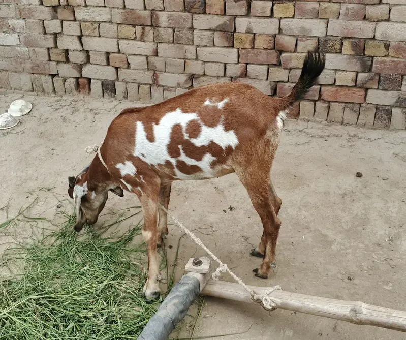 Goat teddy bkrii — photo 3