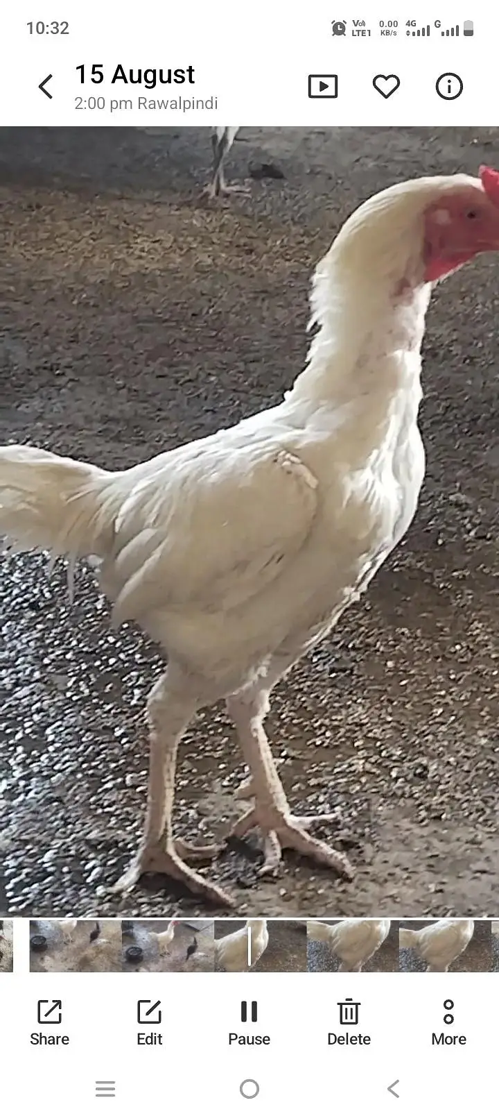 pure white Heera — photo 2