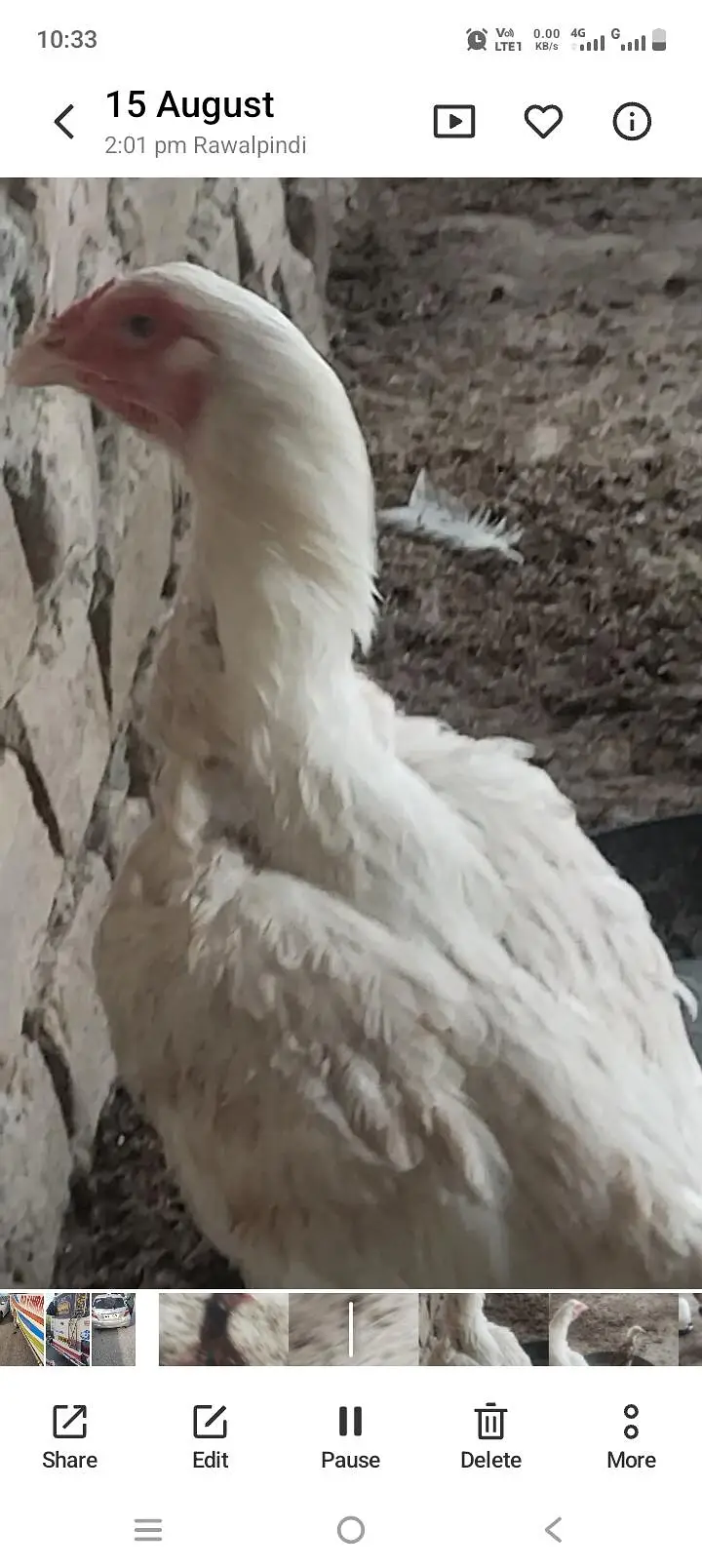 pure white Heera — photo 3