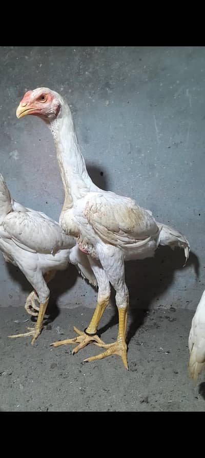 shamo aseel for sale