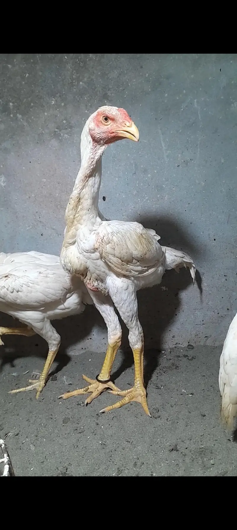 shamo aseel for sale — photo 2
