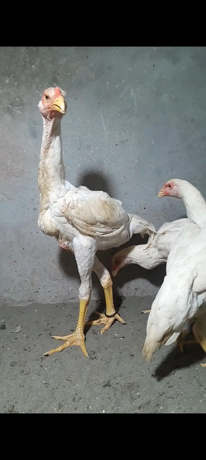 shamo aseel for sale — photo 3