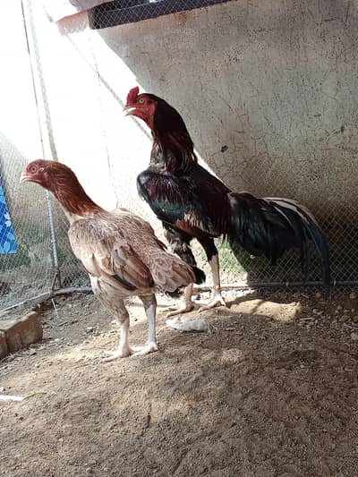 morga or morgi for sale hn morga ki price 8 hzr ha or morgi ki 4000