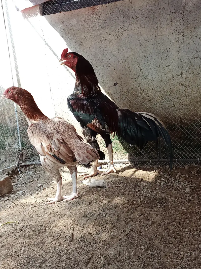 morga or morgi for sale hn morga ki price 8 hzr ha or morgi ki 4000 — photo 2